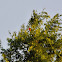 Baltimore Oriole (male)