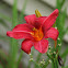 Daylily