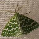 Geometrid Moth