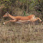 Impala