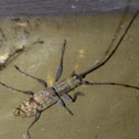 Small Mulberry Borer