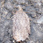 Speckled Acleris