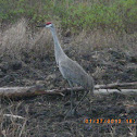 Sandhill Crane