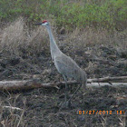 Sandhill Crane