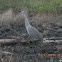 Sandhill Crane