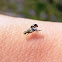 Fruit Fly