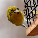 Pine warbler