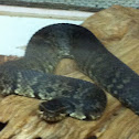 Western cottonmouth