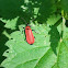 Cardinal beetle/ Zwartkopvuurkever