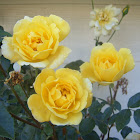 Harison's Yellow Rose