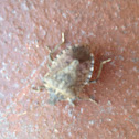 Stink bug