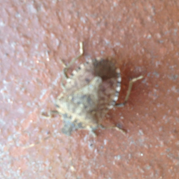 Spotting Image 1