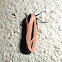 Arctiid moth