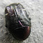 Rose-chafer