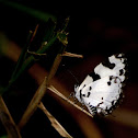 The Banded Blue Pierrot