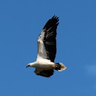 White-bellied Sea Eagle