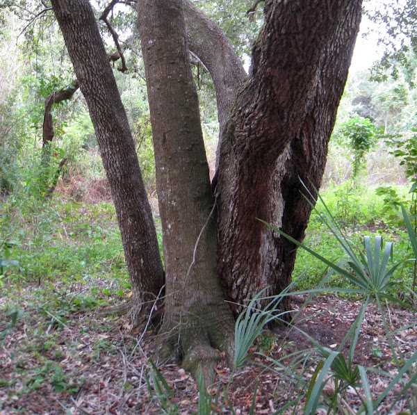 Southern Live & Laurel Oaks Project Noah