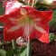 Amyrillis Lilly