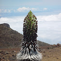 Haleakalā Silversword