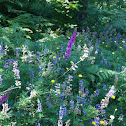 Broadleaf Lupine