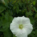 larger bindweed