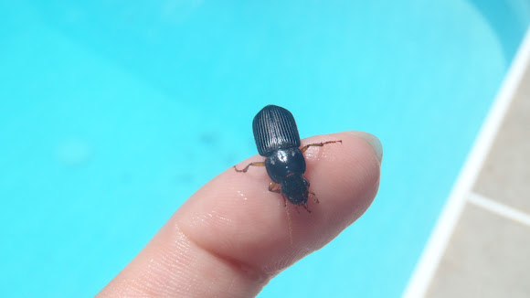 Spotting Image 1