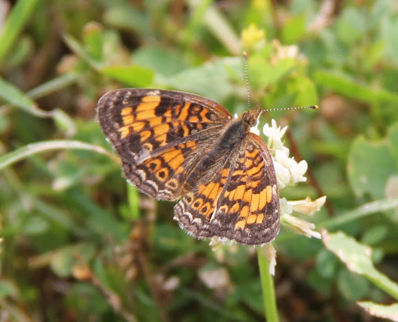 Spotting Image 1