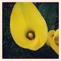Calla Lily