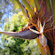 Giant White Bird of Paradise