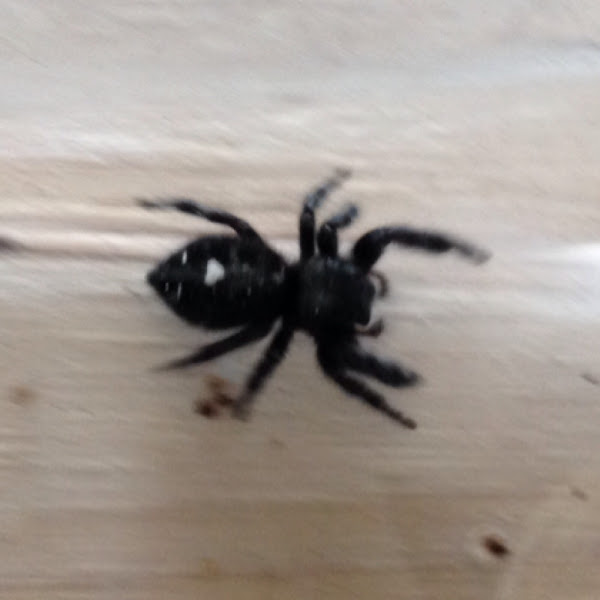 Bold Jumping Spider Project Noah