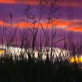 by Tom Gwinn - Landscape & Nature Prairies, Meadows & Fields