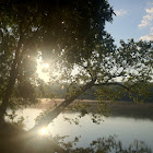 Sycamore