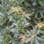 Andromedas (Fetterbush)