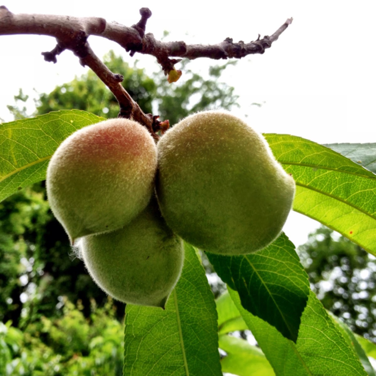 Peach