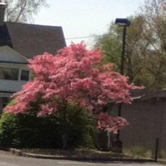 Spotting Image 1