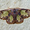 Moth