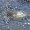 Green Sea Turtle