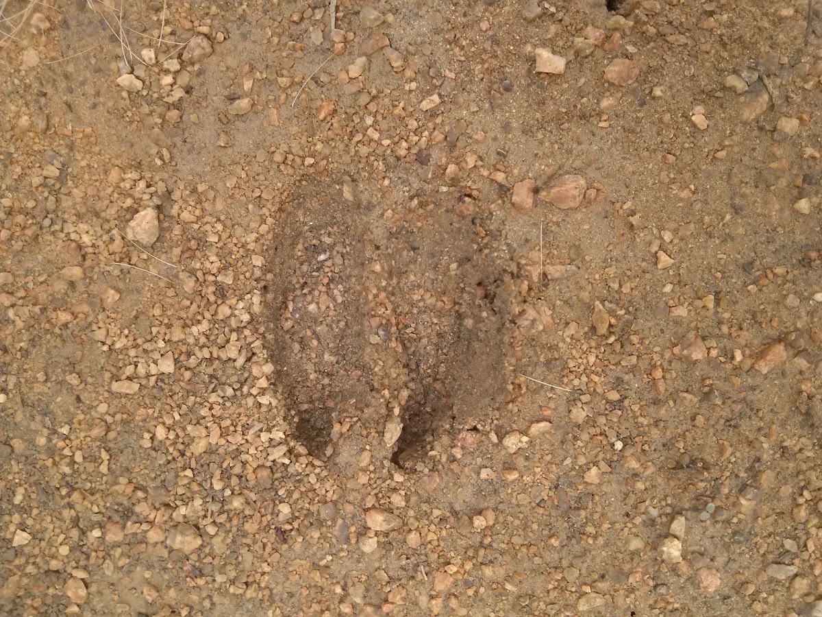 White tail deer foot print