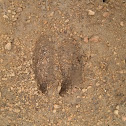 White tail deer foot print