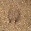 White tail deer foot print