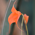 Orquídea epifita