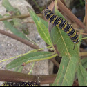 Monarch caterpillar