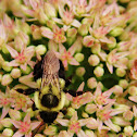 Golden Northern Bumblebee (0n Sedum)