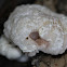Aborted Entoloma