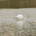 Greater Flamingo