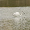 Greater Flamingo