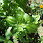 Basil Plant