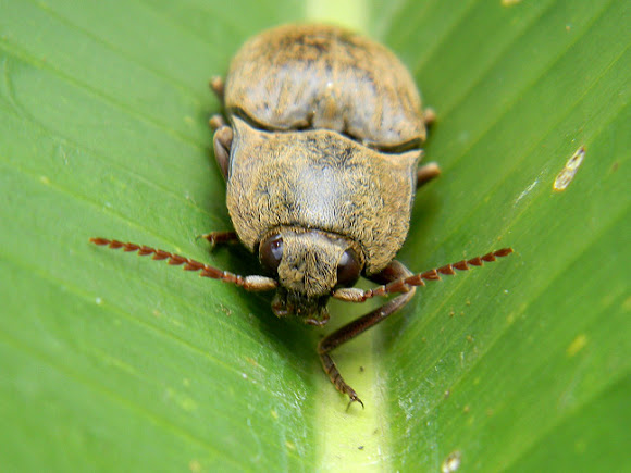 Spotting Image 1