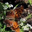 Question Mark Butterfly