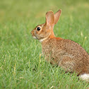 Eastern Cottontail